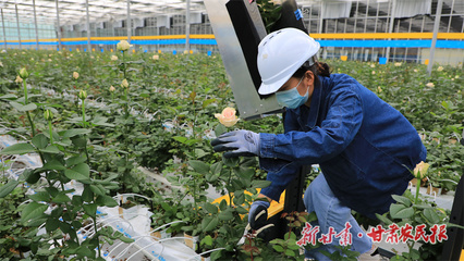 【陇上实干家】鲁鸿宙:深耕现代花卉产业 以实干践行责任与担当