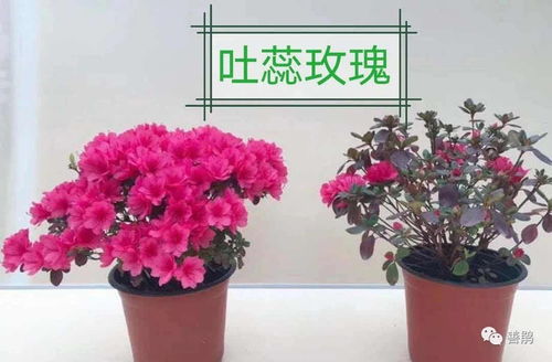 杜鹃花盆栽植物花卉观花植物 180型盆