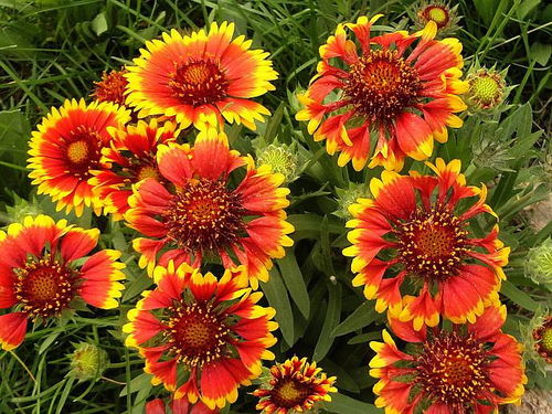 天人菊 天人菊报价 芳青花卉苗 优质商家 高清图片 高清大图