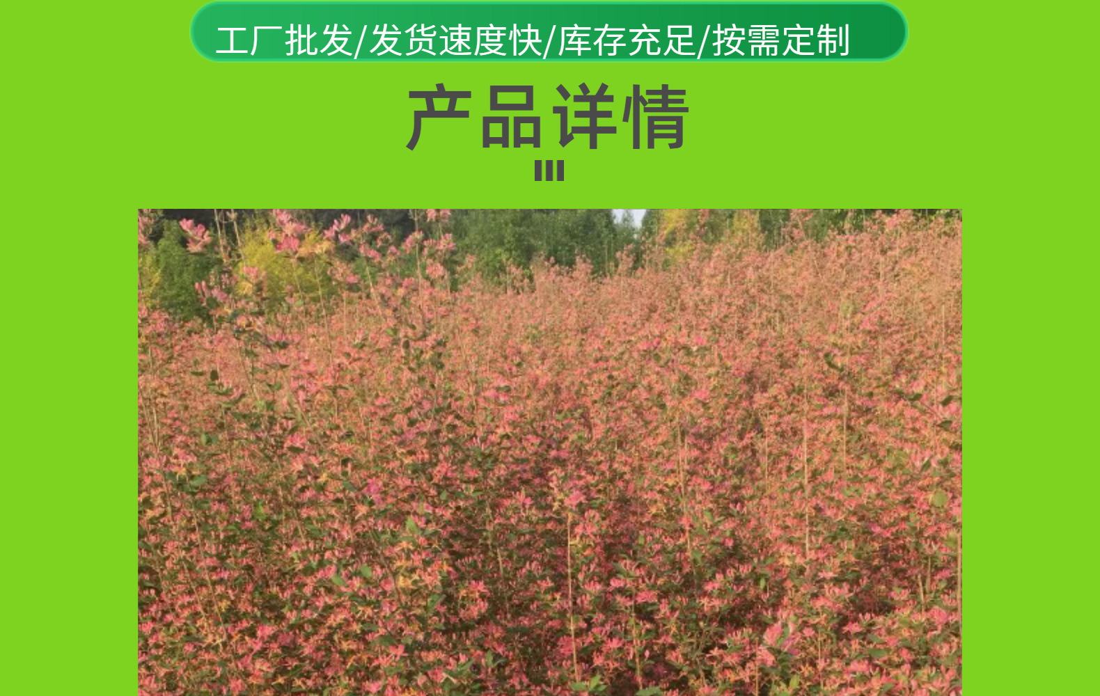 东北耐寒丛生金银木 蓝叶忍冬 红花金银忍冬价格合理