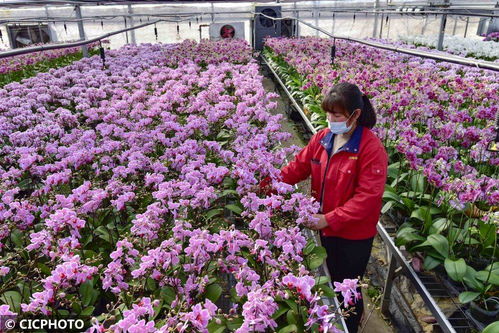 山东青州 花卉种植 助农增收