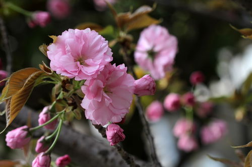 花卉 晚樱