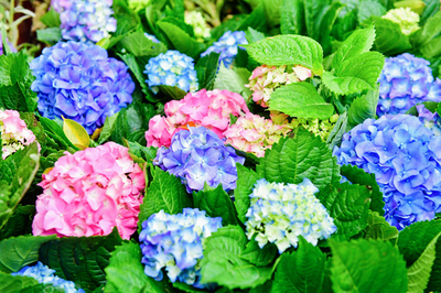 海南热带花卉交易(拍卖)市场开业