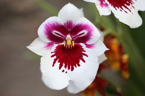 这 4种 花卉养的好,老花匠都称赞,能养活1盆的人,绝对是高手