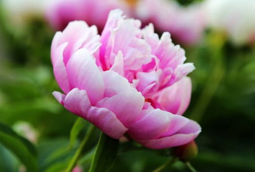 5月23日 5月29日,家养此款花卉,花朵大花期长,高贵优雅