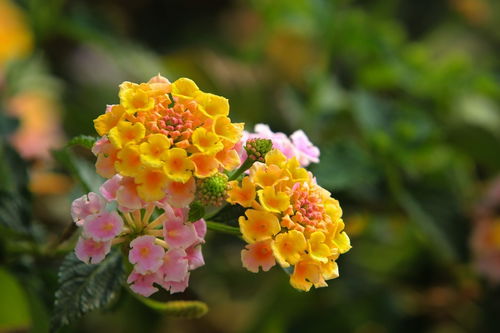 拍摄花卉一 112