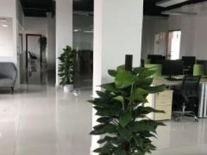 图 广州白云花店花木绿化公司鲜花绿植盆景盆栽花卉租售 广州鲜花绿植