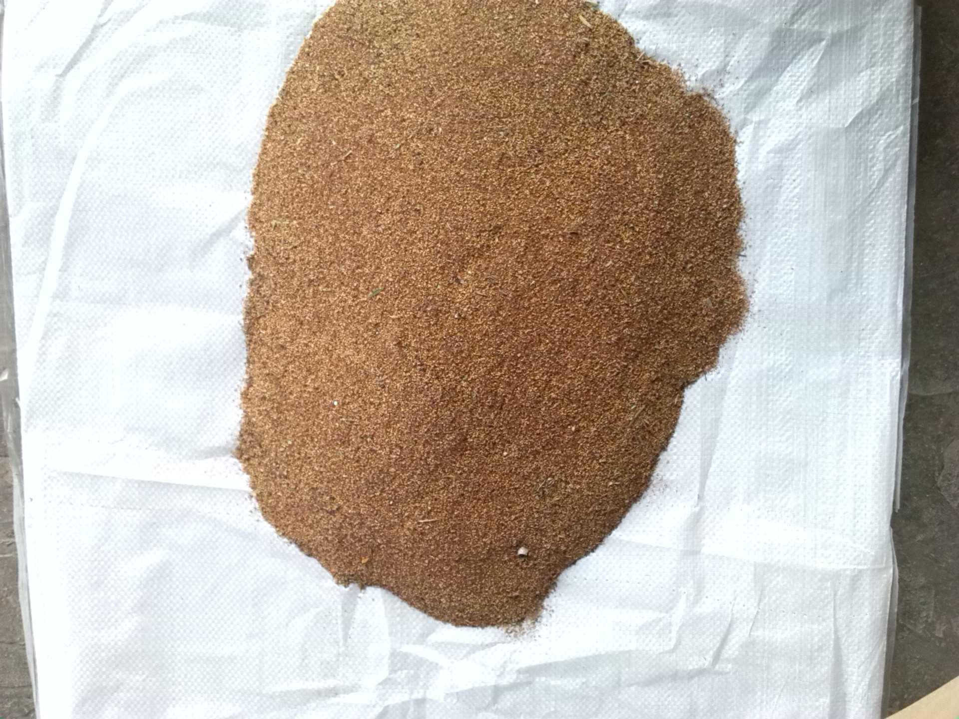 【供应红千层 美花红千层种子 美花白千层种子 红柳树 串钱柳种子】价格,厂家,图片,花卉种子种苗,林锡敏(个体经营)-