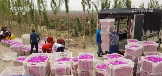 追着花儿看新疆 | 沙漠玫瑰竞相绽放 “花海经济”带动产业发展