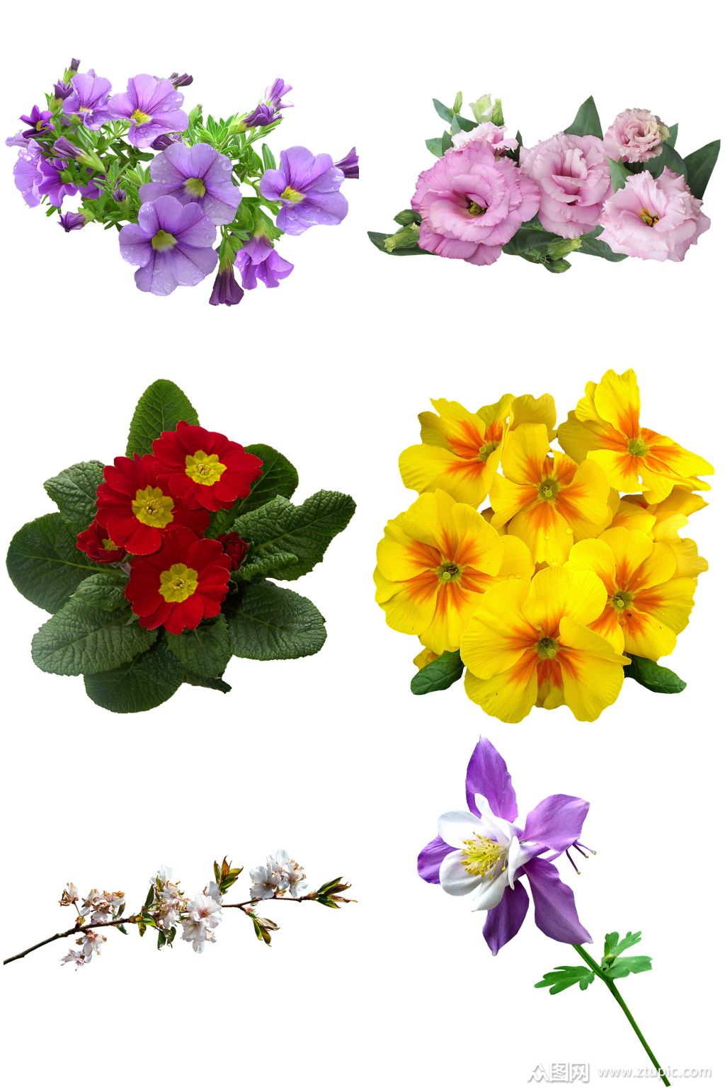 位图 写实花卉 植物 花朵 旱金莲 免费素材产品工业素材.