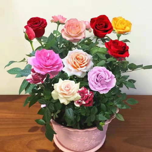 玫瑰花苗四季开花大花月季室内外绿植物盆栽花卉桌面阳台观花植物