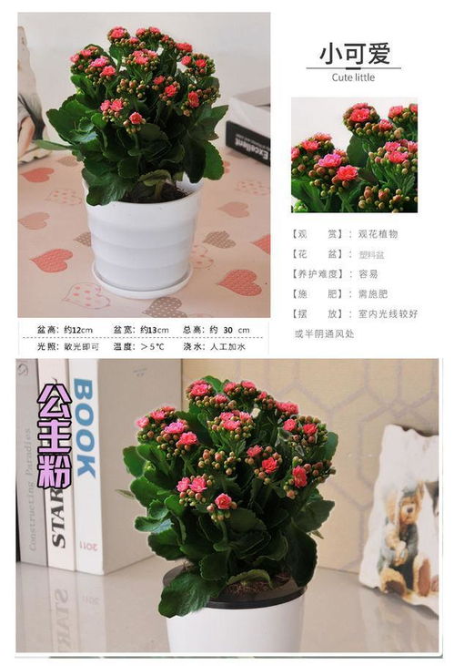 长寿花苗花盆栽重瓣花苗带花包邮四季花卉植物净化空气吸甲醛