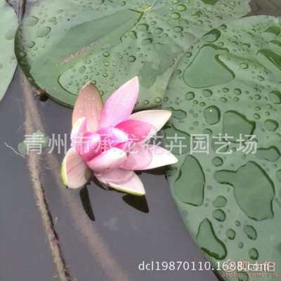 【厂家供应青州最畅销花卉荷花品种优良花色鲜艳】青州市承龙花卉园艺场 - 产品库