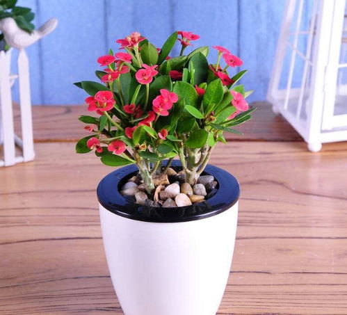 室内开花,易养的植物,2018不可错过的花卉品种